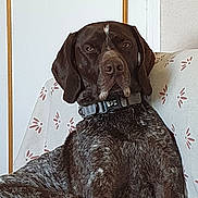 Rubben participe au concours pour gagner de l'argent avec cette photo : animal, brown, canine, collar, couch, dog, domestic_animal, ears, expression, face, floral_pattern, fur, home, indoor, pet, portrait, relaxed, sitting, sofa, white