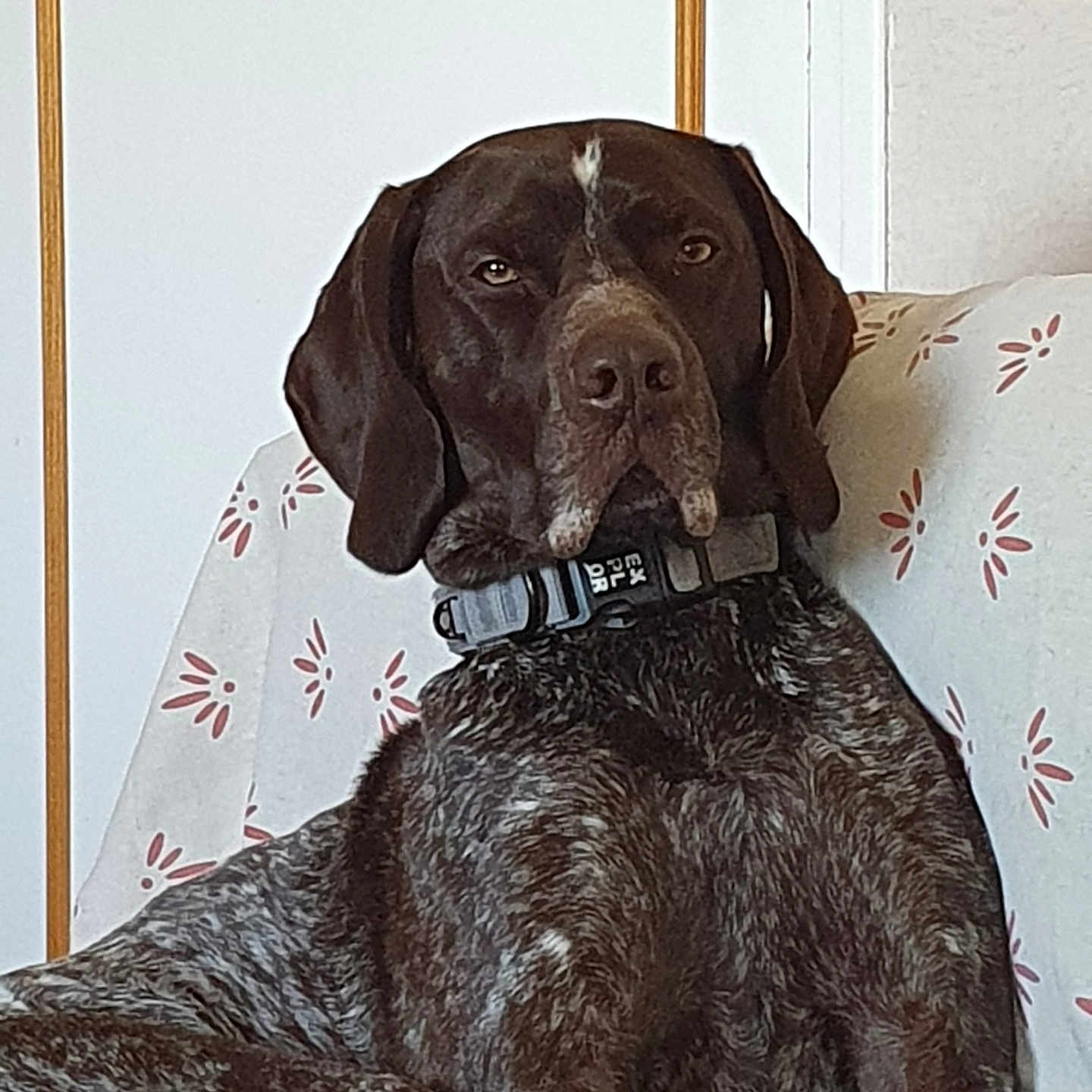 Rubben participe au concours pour gagner de l'argent avec cette photo : animal, brown, canine, collar, couch, dog, domestic_animal, ears, expression, face, floral_pattern, fur, home, indoor, pet, portrait, relaxed, sitting, sofa, white