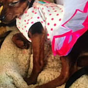 Minnie is registered to the contest to win money with this photo: dog, pet, clothing, dress, tutu, blanket, resting, indoor, brown_dog, small_dog, cute, animal, sleepy, soft_texture, fabric, polka_dot, pink, white, furry, domestic_animal