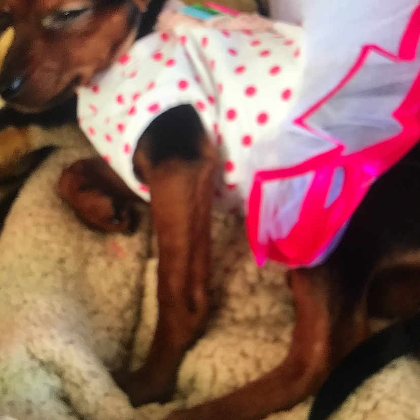 Minnie is registered to the contest to win money with this photo: dog, pet, clothing, dress, tutu, blanket, resting, indoor, brown_dog, small_dog, cute, animal, sleepy, soft_texture, fabric, polka_dot, pink, white, furry, domestic_animal