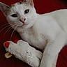 Sophie Mae joined the competition — help win amazing prizes! animal, cat, claws, close_up, cute, domestic_cat, ears, face, feline, fur, indoor, lying_down, paws, pet, playful, red_background, stuffed_animal, toy, whiskers, white_cat