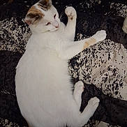 Sophie Mae joined the competition — help win amazing prizes! animal, blanket, cat, cozy, cute, domestic_cat, feline, fur, indoor, lying_down, mammal, patches, patterned_blanket, paw, pet, relaxed, resting, sleepy, whiskers, white_cat