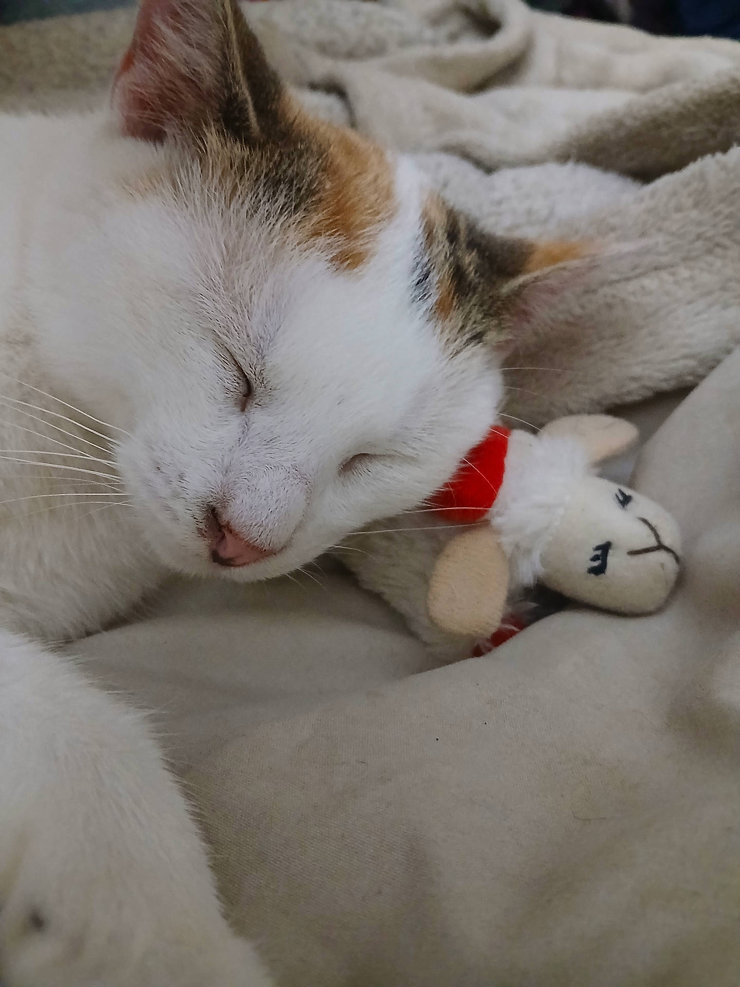 Sophie Mae joined the competition — help win amazing prizes! animal, blanket, calico, cat, close_up, cozy, cute, fur, indoor, nap, peaceful, pet, plush, relaxed, resting, sleeping, soft, toy, whiskers, white_fur