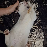 Sophie Mae is registered to the contest to win money with this photo: cat, pet, belly_up, paws, paw_pads, sleeping, relaxed, human_hand, petting, bed, blanket, white_fur, spotted_fur, indoor, cozy, fur, whiskers, face, closeup, cute