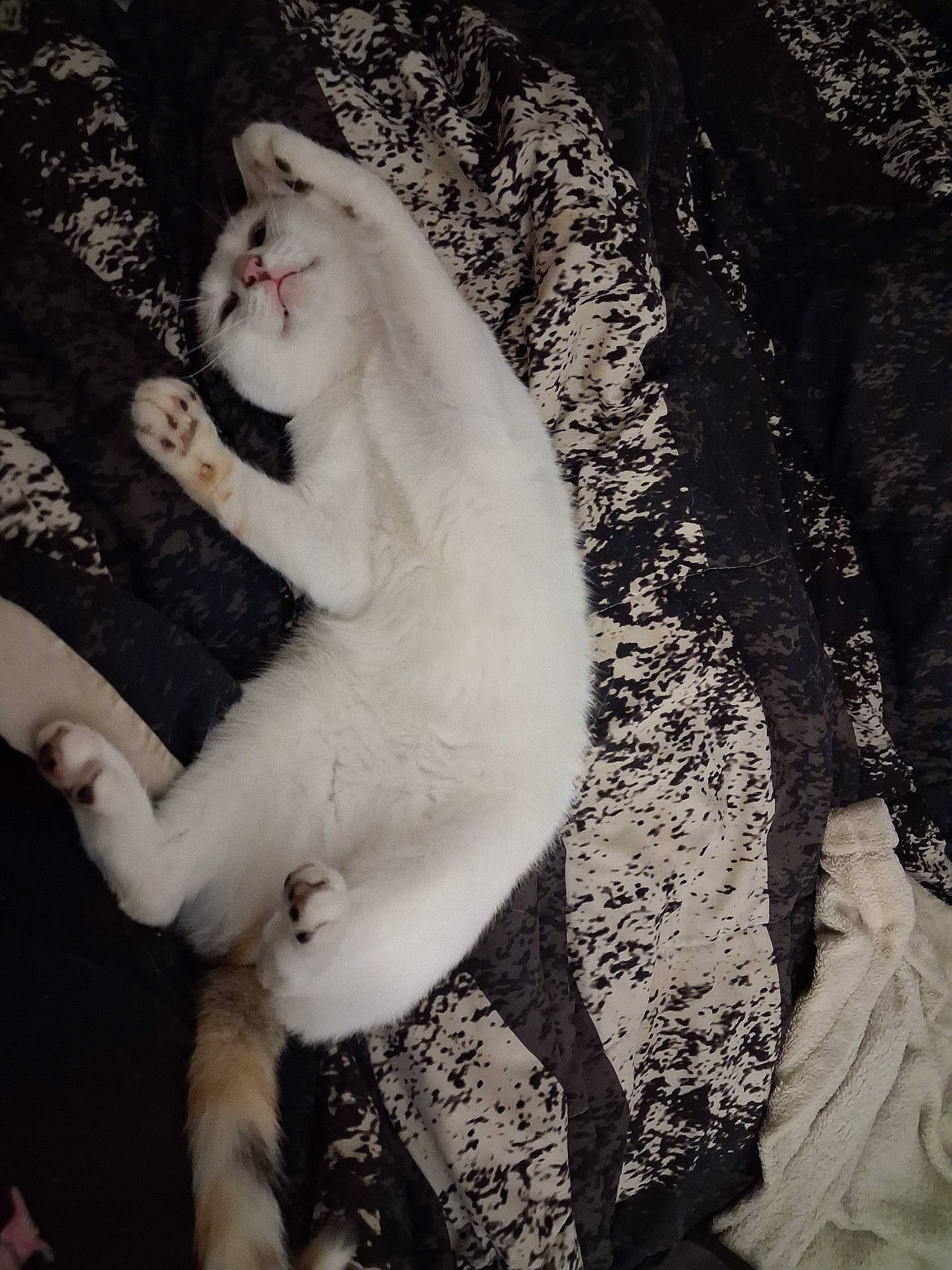 Sophie Mae joined the competition — help win amazing prizes! bed, blanket, cat, cozy, cute, feline, fur, indoor, lying_down, patterned_bedding, paws, pet, pink_nose, playful, relaxed, sleeping, stretched, tail, whiskers, white_cat