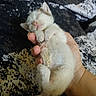 Kiaya joined the competition — help win amazing prizes! kitten, sleeping, hand, animal, pet, feline, cute, small, fur, paw, resting, cozy, soft, domestic_animal, baby_cat, peaceful, whiskers, tail, closeup, indoor