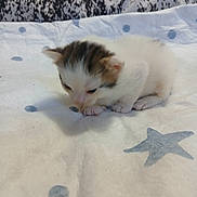 Kiaya is registered to the contest to win money with this photo: kitten, cat, baby_animal, white_fur, brown_fur, blanket, star_pattern, dot_pattern, indoor, cute, small, lying_down, animal, pet, feline, soft, young, fur, cozy, resting