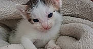 Kiaya joined the competition — help win amazing prizes! kitten, cat, baby_animal, white_fur, brown_fur, blanket, cozy, cute, pet, small, fur, sleepy, resting, indoor, animal, young, soft_texture, comfort, closeup, adorable