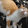 cat, orange_cat, white_cat, pet, sleeping, relaxed, feline, whiskers, fur, animal, cute, domestic_animal, cozy, resting, indoor, closeup, lying_down, smiling_cat, soft, bed