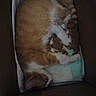 cat, kitten, newborn, animal, pet, orange_cat, white_cat, sleeping, cuddling, cardboard_box, indoor, family, fur, cute, resting, mother, baby_animal, domestic_cat, cozy, nest