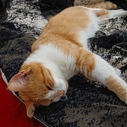 Mini is registered to the contest to win money with this photo: animal, bed, blanket, cat, closeup, cozy, cute, domestic_cat, ear, feline, fur, indoor, orange_cat, patterned_blanket, pet, relaxation, resting, sleeping, whiskers, white_cat