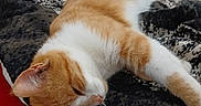 Mini is registered to the contest to win money with this photo: animal, bed, blanket, cat, closeup, cozy, cute, domestic_cat, ear, feline, fur, indoor, orange_cat, patterned_blanket, pet, relaxation, resting, sleeping, whiskers, white_cat
