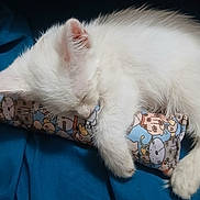 Chevy is registered to the contest to win money with this photo: kitten, white_cat, sleeping, pillow, blue_blanket, cute, fur, pet, animal, resting, cozy, indoor, soft, whiskers, claws, adorable, small, young_cat, peaceful, cuddle