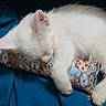 kitten, white_cat, sleeping, pillow, blue_blanket, cute, fur, pet, animal, resting, cozy, indoor, soft, whiskers, claws, adorable, small, young_cat, peaceful, cuddle