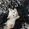 kitten, cat, white_cat, blue_eyes, paw, playful, cute, pet, animal, feline, fur, lying_down, blanket, patterned_blanket, indoor, young, small, curious, whiskers, close_up