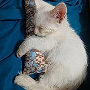 Chevy joined the competition — help win amazing prizes! adorable, animal, blue_blanket, cozy, cute, cute_pet, domestic_cat, fur, hugging, indoor, kitten, nap, pet, pillow, resting, sleeping, small, soft, whiskers, white_cat