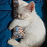 adorable, animal, blue_blanket, cozy, cute, cute_pet, domestic_cat, fur, hugging, indoor, kitten, nap, pet, pillow, resting, sleeping, small, soft, whiskers, white_cat