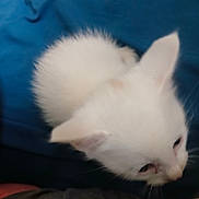 Chevy is registered to the contest to win money with this photo: white_kitten, cat, animal, pet, close_up, blue_background, fur, whiskers, ear, cute, small, young, feline, indoor, looking, head, soft, curious, blur, out_of_focus