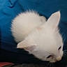 white_kitten, cat, animal, pet, close_up, blue_background, fur, whiskers, ear, cute, small, young, feline, indoor, looking, head, soft, curious, blur, out_of_focus