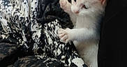 Chevy is registered to the contest to win money with this photo: kitten, cat, white_fur, paw, blanket, patterned_fabric, black_clothing, close_up, indoor, pet, cute, young_animal, feline, snuggling, soft_texture, resting, cozy, curious, animal, companion