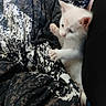 kitten, cat, white_fur, paw, blanket, patterned_fabric, black_clothing, close_up, indoor, pet, cute, young_animal, feline, snuggling, soft_texture, resting, cozy, curious, animal, companion