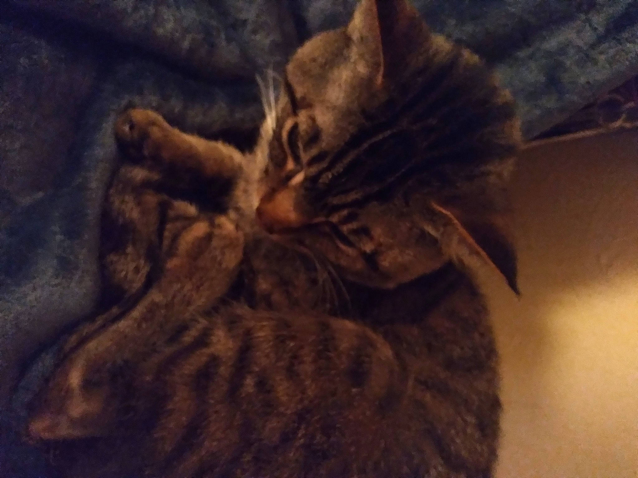 Leo is registered to the contest to win money with this photo: black_cat, carnivore, cat, cg_artwork, claw, darkness, domestic_short_haired_cat, fawn, felidae, fur, grey, paw, small_to_medium_sized_cats, snout, tail, terrestrial_animal, tree, whiskers, wildlife, wood