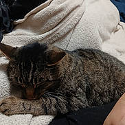 Leo joined the competition — help win amazing prizes! bedding, bedroom, blanket, blanket_texture, cat, close_up, cozy, domestic_animal, fan, fur, furniture, hand, indoor, paw, pet, portrait, resting, sleeping, tabby_cat, whiskers