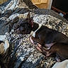 Chico joined the competition — help win amazing prizes! bed, bedding, bedroom, blanket, cabinet, cozy, dog, doorway, duvet, ear, fur, indoor, nose, patterned_blanket, paw, pet, relaxing, sleeping_dog, small_dog, wood_floor