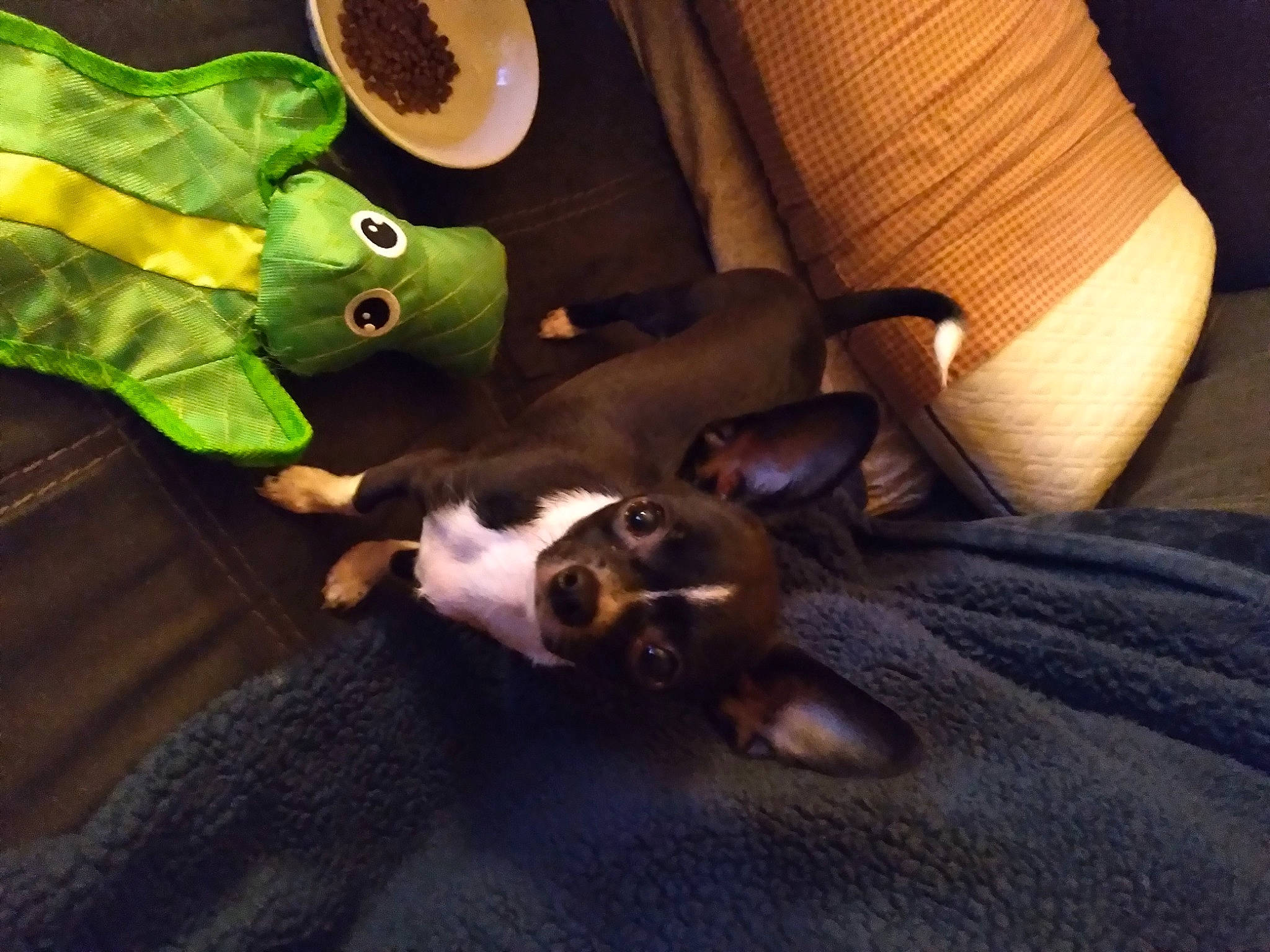 Chico is registered to the contest to win money with this photo: canidae, cap, carnivore, comfort, companion_dog, costume_hat, couch, dog, dog_breed, fawn, fedora, felidae, hat, linens, personal_protective_equipment, small_to_medium_sized_cats, sun_hat, tail, toy_dog, whiskers