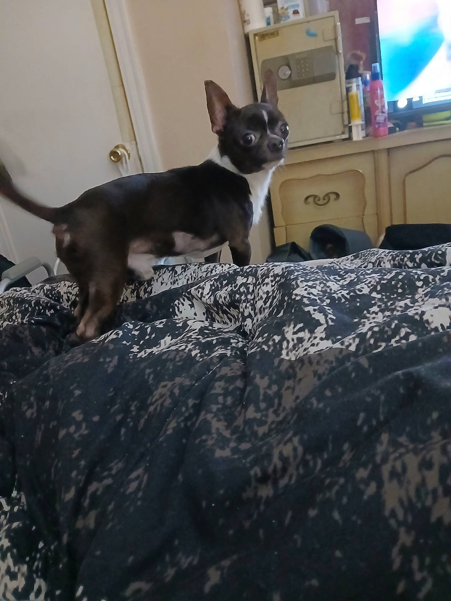 Chico joined the competition — help win amazing prizes! alert, bed, bedroom, black_and_white_fur, blanket, cabinet, chihuahua, dog, door, doorknob, dresser, ears_up, furniture, indoor, patterned_bedspread, pet, small_dog, standing, television, wide_eyes