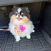Sesame is registered to the contest to win money with this photo: animal, black_mat, car_interior, companion, cookie_charm, cute, dog, fluffy, fur, happy, harness, indoor, leash, pet, pink_bow, pomeranian, sitting, small_dog, smiling, tongue_out