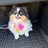 animal, black_mat, car_interior, companion, cookie_charm, cute, dog, fluffy, fur, happy, harness, indoor, leash, pet, pink_bow, pomeranian, sitting, small_dog, smiling, tongue_out