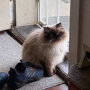 Tina joined the competition — help win amazing prizes! cat, fluffy, himalayan_cat, indoor, shoe, adidas, blue_shoe, carpet, door, mesh_screen, window, wood_floor, pet, animal, sitting, furry, close_up, domestic_cat, home, cozy