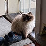 cat, fluffy, himalayan_cat, indoor, shoe, adidas, blue_shoe, carpet, door, mesh_screen, window, wood_floor, pet, animal, sitting, furry, close_up, domestic_cat, home, cozy