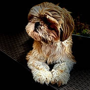 Tao a rejoint le concours — aidez-le/la à gagner de superbes lots ! animal, brown, closeup, companion, cozy, cute, cute_pet, dog, fluffy, fur, furry, indoors, paw, pet, portrait, relaxed, resting, shih_tzu, small_dog, white