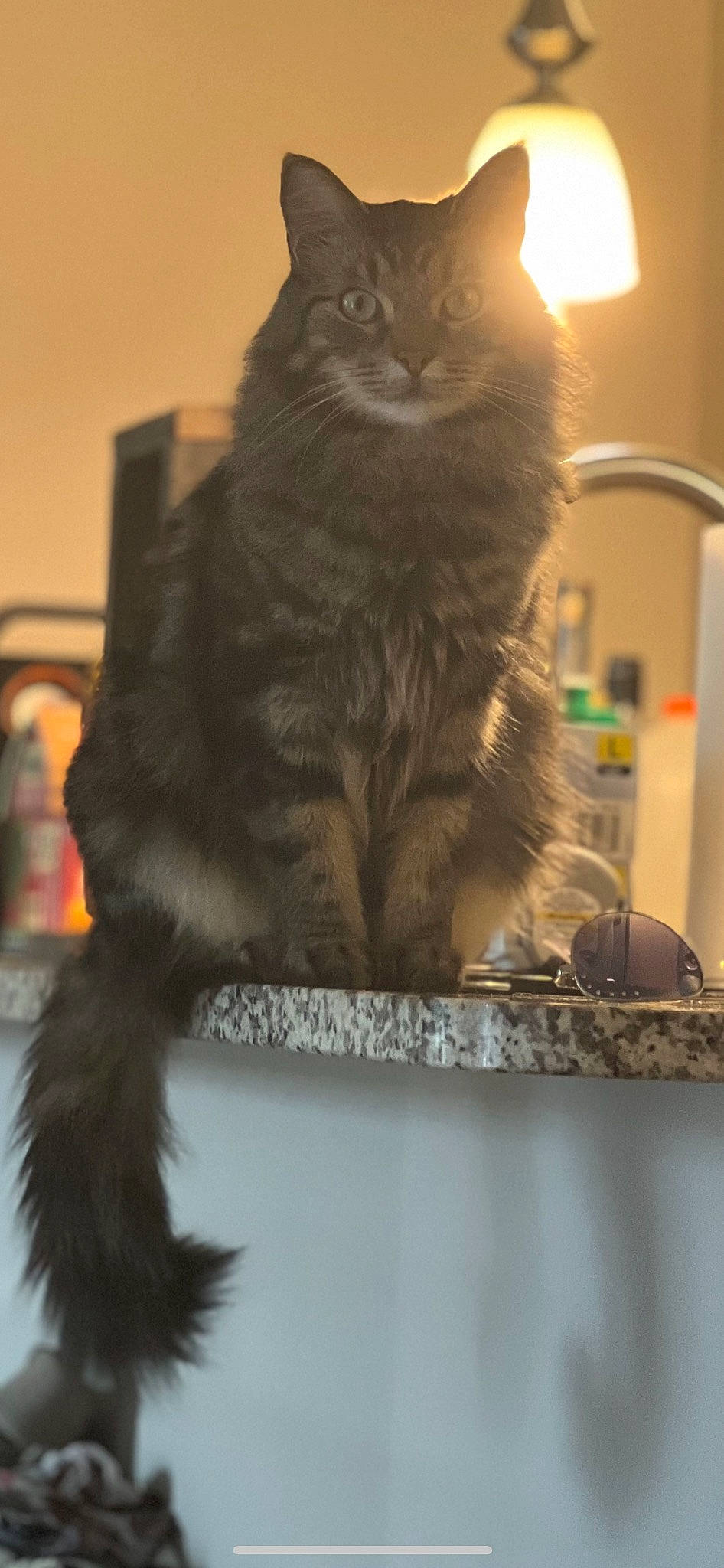 Heidi joined the competition — help win amazing prizes! box, british_longhair, carnivore, cat, cat_supply, claw, domestic_short_haired_cat, felidae, fur, light, sitting, small_to_medium_sized_cats, tail, whiskers, window