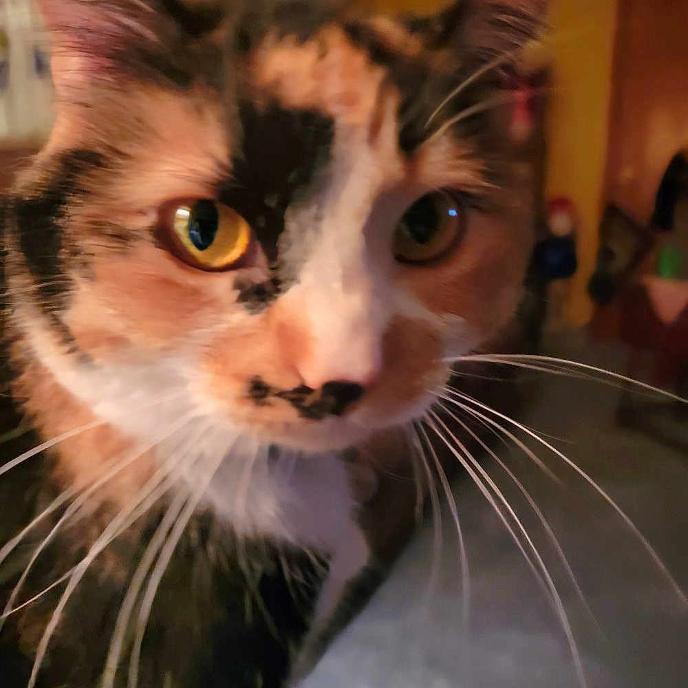 Bella is registered to the contest to win money with this photo: animal, blurred_background, calico, cat, close_up, closeup, curious, cute, domestic_cat, face, feline, fur, household, indoor, pet, portrait, warm_lighting, whiskers, yellow_eyes