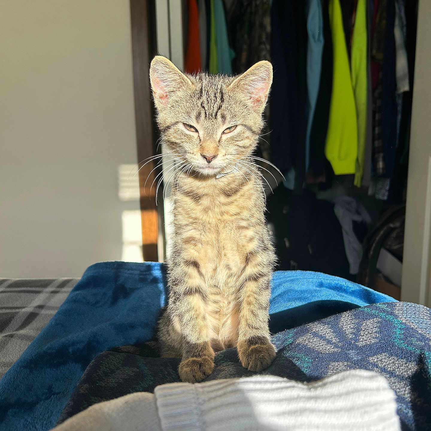 Nova joined the competition — help win amazing prizes! abyssinian, animal, bed, bedroom, cat, closet, clothing, couch, cupboard, furniture, homedecor, indoors, kitten, linen, manx, pants, pet, room, shelf, wardrobe