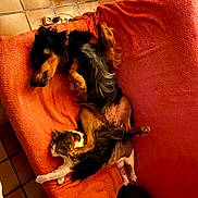 Tobie participe au concours pour gagner de l'argent avec cette photo : animal, cat, collar, companion, couch, cozy, dog, friendship, fur, home, indoor, knitted_throw, nap, orange, paw, pet, relaxing, resting, sleeping, tile_floor