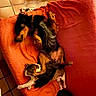 animal, cat, collar, companion, couch, cozy, dog, friendship, fur, home, indoor, knitted_throw, nap, orange, paw, pet, relaxing, resting, sleeping, tile_floor