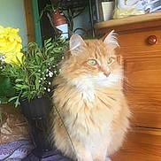 Roucky participe au concours pour gagner de l'argent avec cette photo : animal, calm, cat, cozy, decor, figurine, flowers, fluffy, furniture, ginger_cat, greenery, indoor, pet, plant, portrait, pot, reading, tablecloth, vase, wooden_dresser