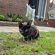 Sophia is registered to the contest to win money with this photo: animal, backyard, black_fur, brick_house, cat, crouching, ears, flowers, garden, grass, green_eyes, house, outdoor, pet, plants, porch, portrait, stone_path, tortoiseshell_cat, whiskers