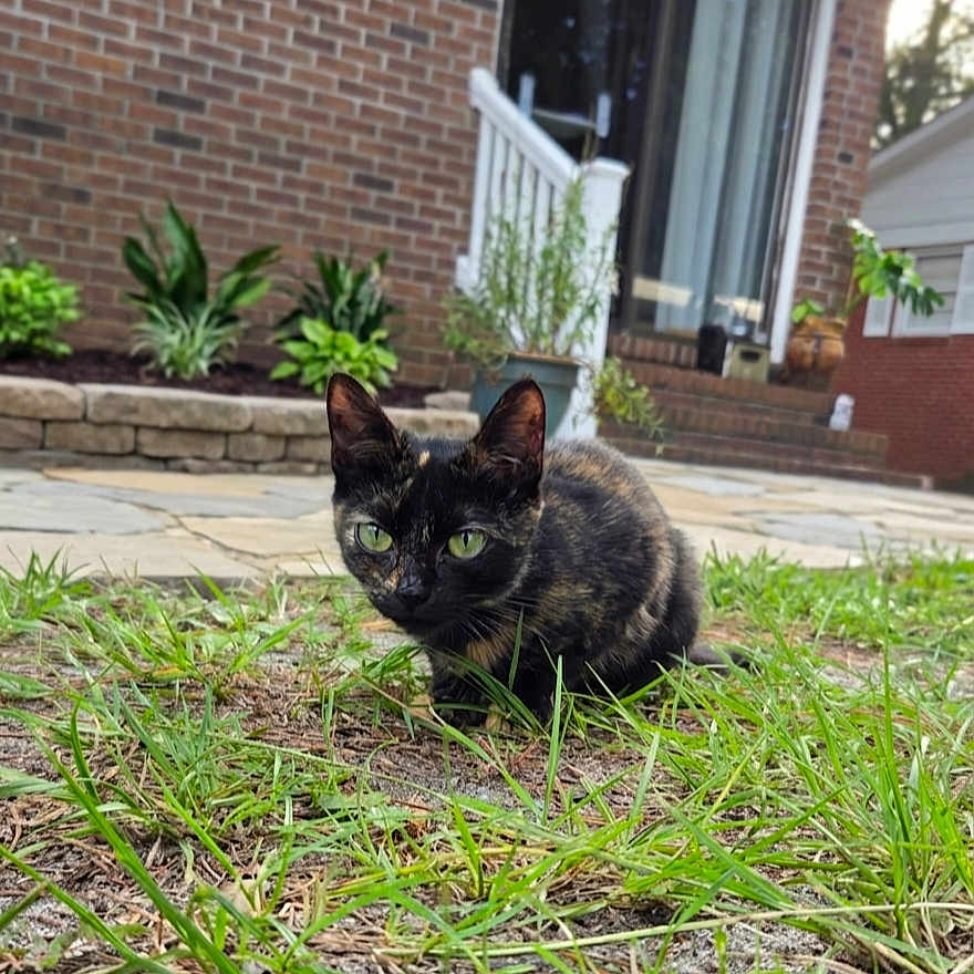 Sophia