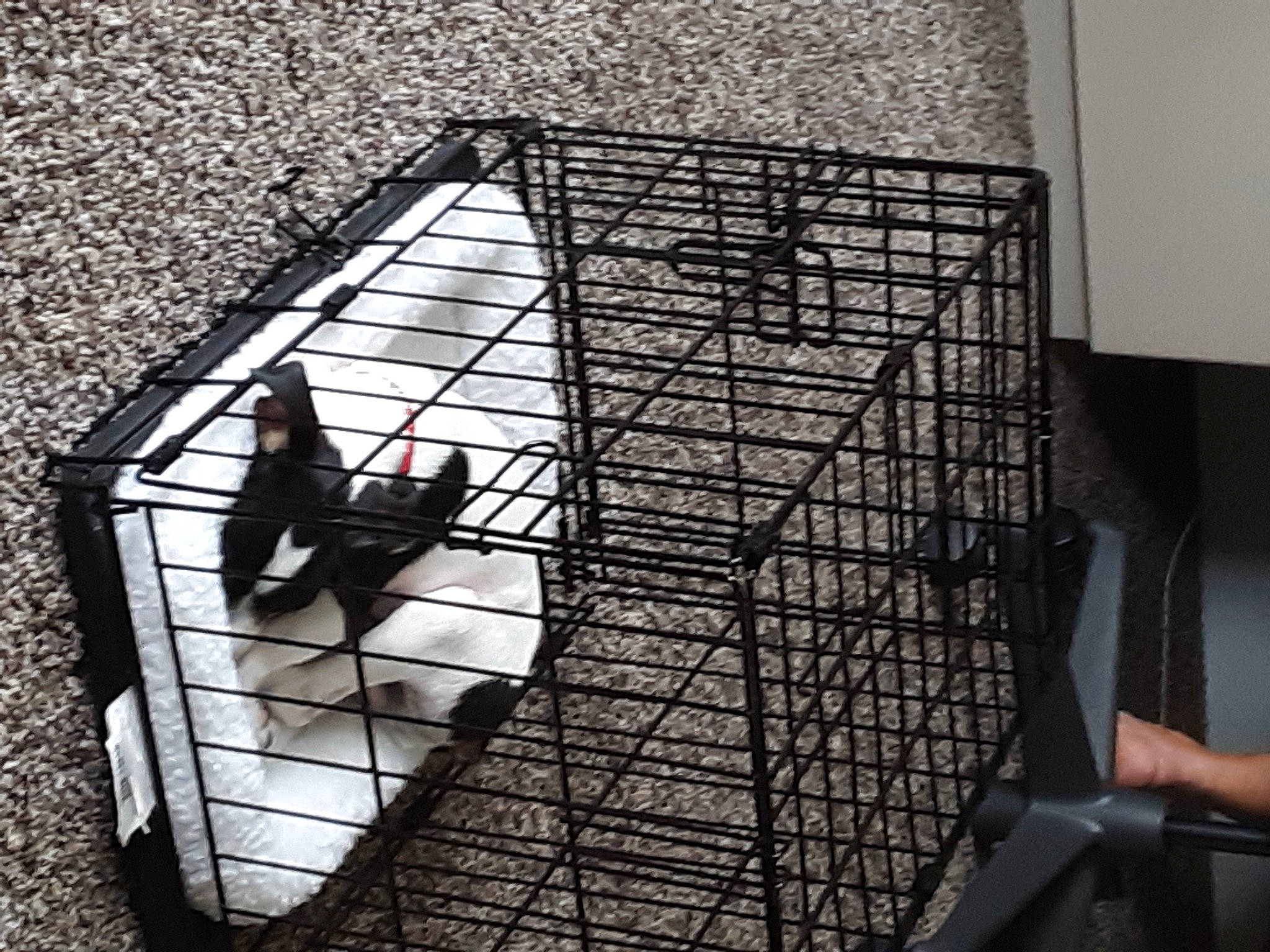 Tucker is registered to the contest to win money with this photo: cage, dog_crate, iron, mesh, metal, net, pet_supply