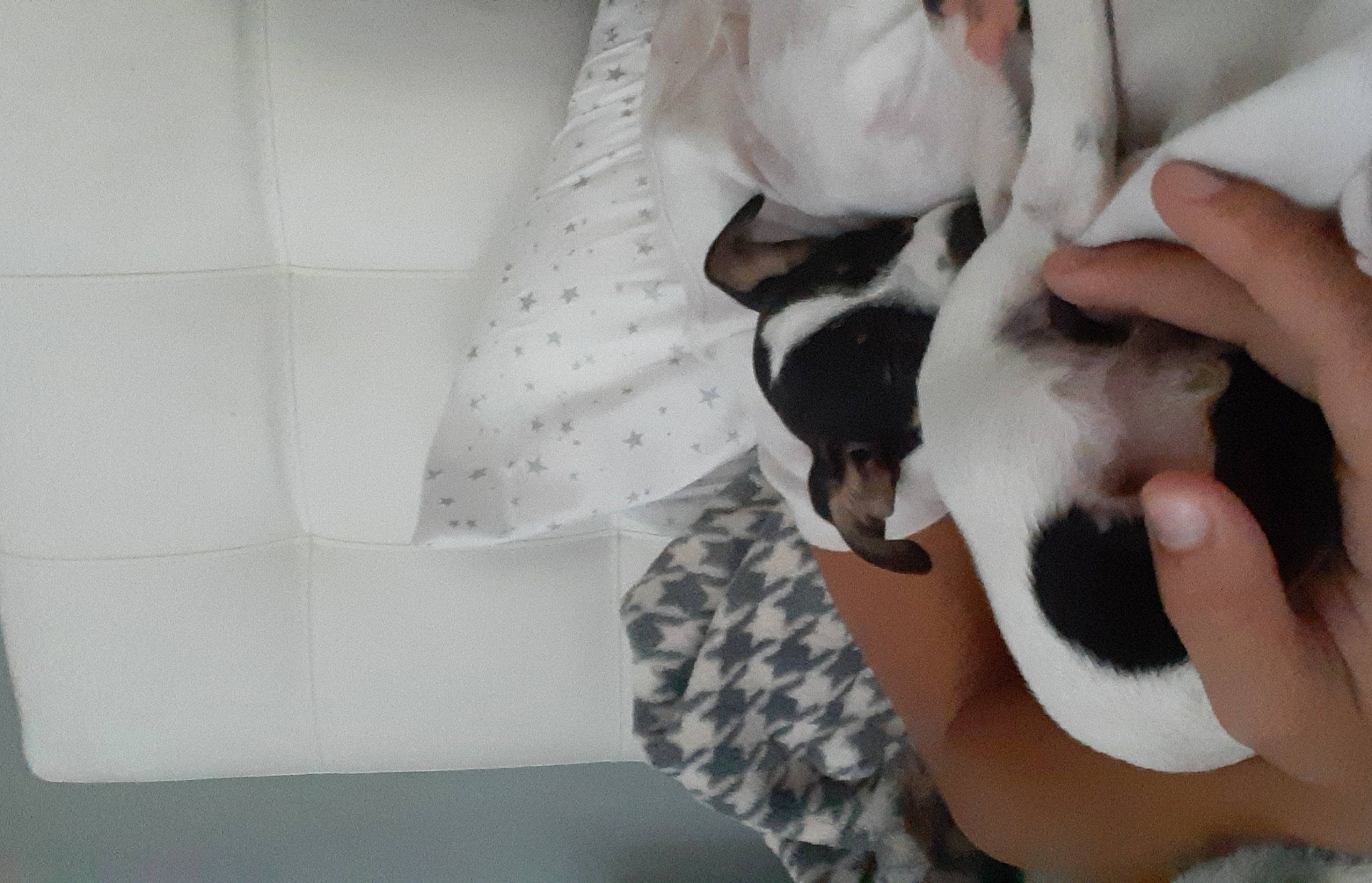 Tucker is registered to the contest to win money with this photo: canidae, carnivore, dog, dog_breed, fur, non_sporting_group, puppy