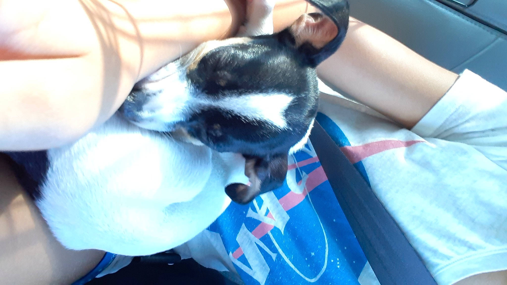 Tucker is registered to the contest to win money with this photo: boston_terrier, canidae, carnivore, companion_dog, dog, dog_breed, non_sporting_group, snout, toy_fox_terrier