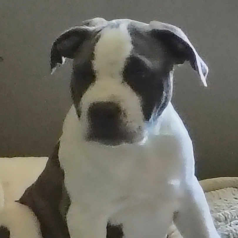 Buggz is registered to the contest to win money with this photo: animal, ball, bostonbull, boxer, bulldog, canine, dog, frenchbulldog, greatdane, hound, labradorretriever, pet, pitbull, puppy, snout, sport, tennis, tennisball, terrier, whitedog