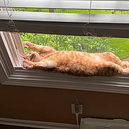 Cooper Ertle is registered to the contest to win money with this photo: cat, ginger_cat, window, windowsill, stretching, indoor, greenery, screen, paws, relaxed, pet, home, sunlight, cozy, feline, animal, orange_fur, curtains, wooden_floor, electrical_outlet