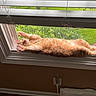 cat, ginger_cat, window, windowsill, stretching, indoor, greenery, screen, paws, relaxed, pet, home, sunlight, cozy, feline, animal, orange_fur, curtains, wooden_floor, electrical_outlet