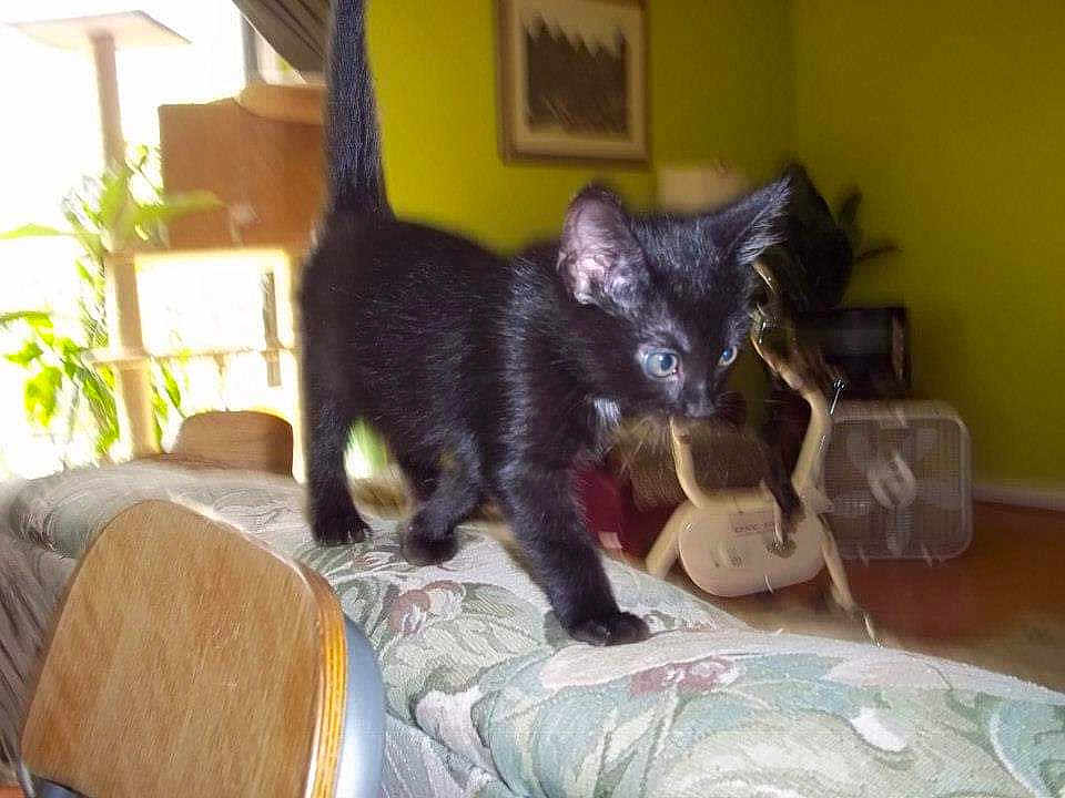 Babyboy is registered to the contest to win money with this photo: animal, black_cat, couch, cozy, curious, cute, domestic_animal, exercise_bike, fan, floral_pattern, furniture, home_interior, indoor, kitten, living_room, pet, plant, tail_up, walking, wooden_chair